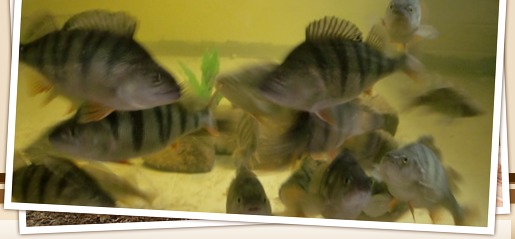 Biberhof im Spreewald