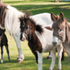 Ponys mit Fohlen und Esel