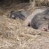 Minischwein hält Schönheitsschlaf