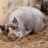 Wildschwein