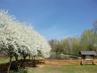 Baumblüte auf dem Biberhof